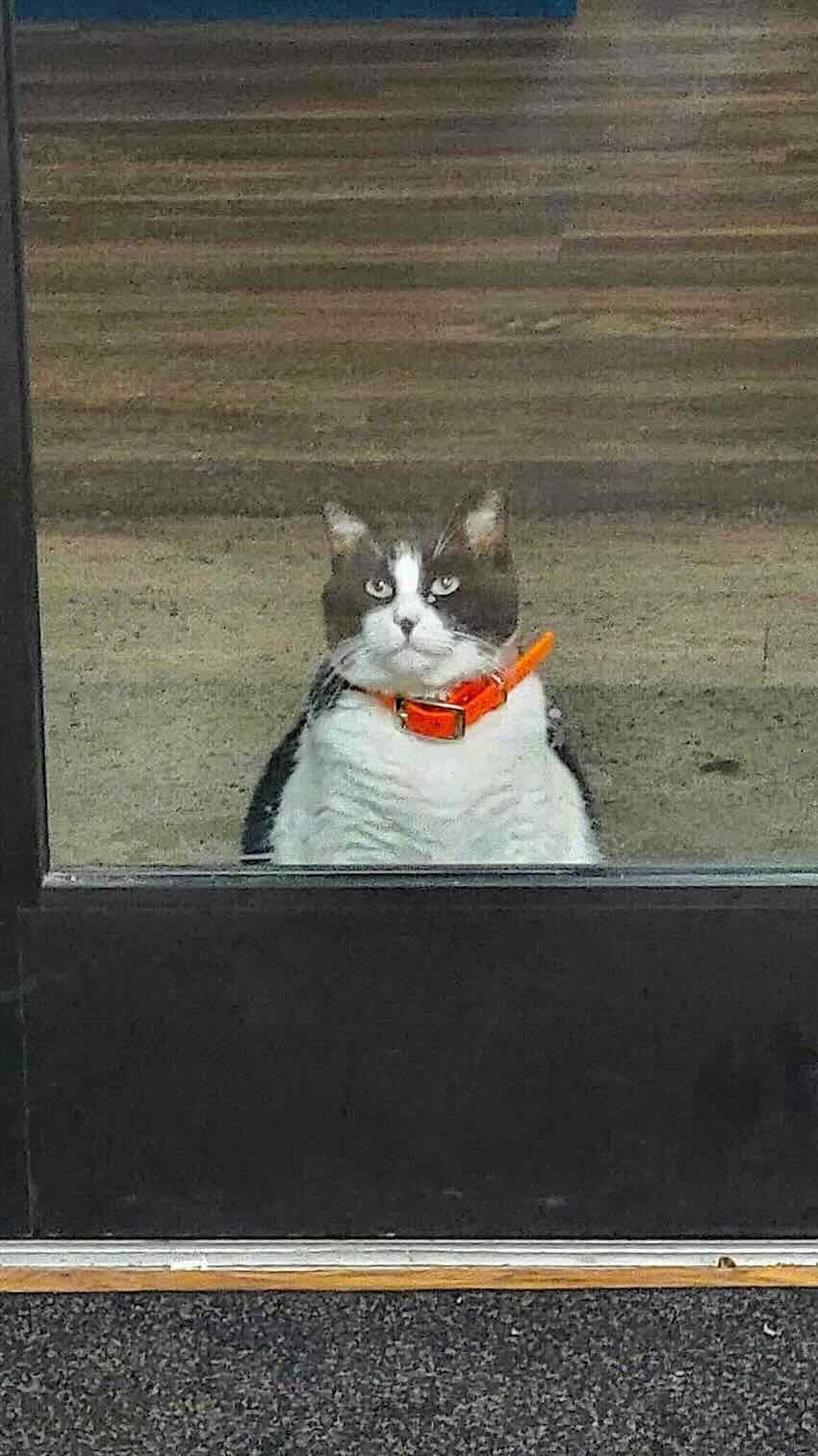 oreo donut 2 oreo donut 2