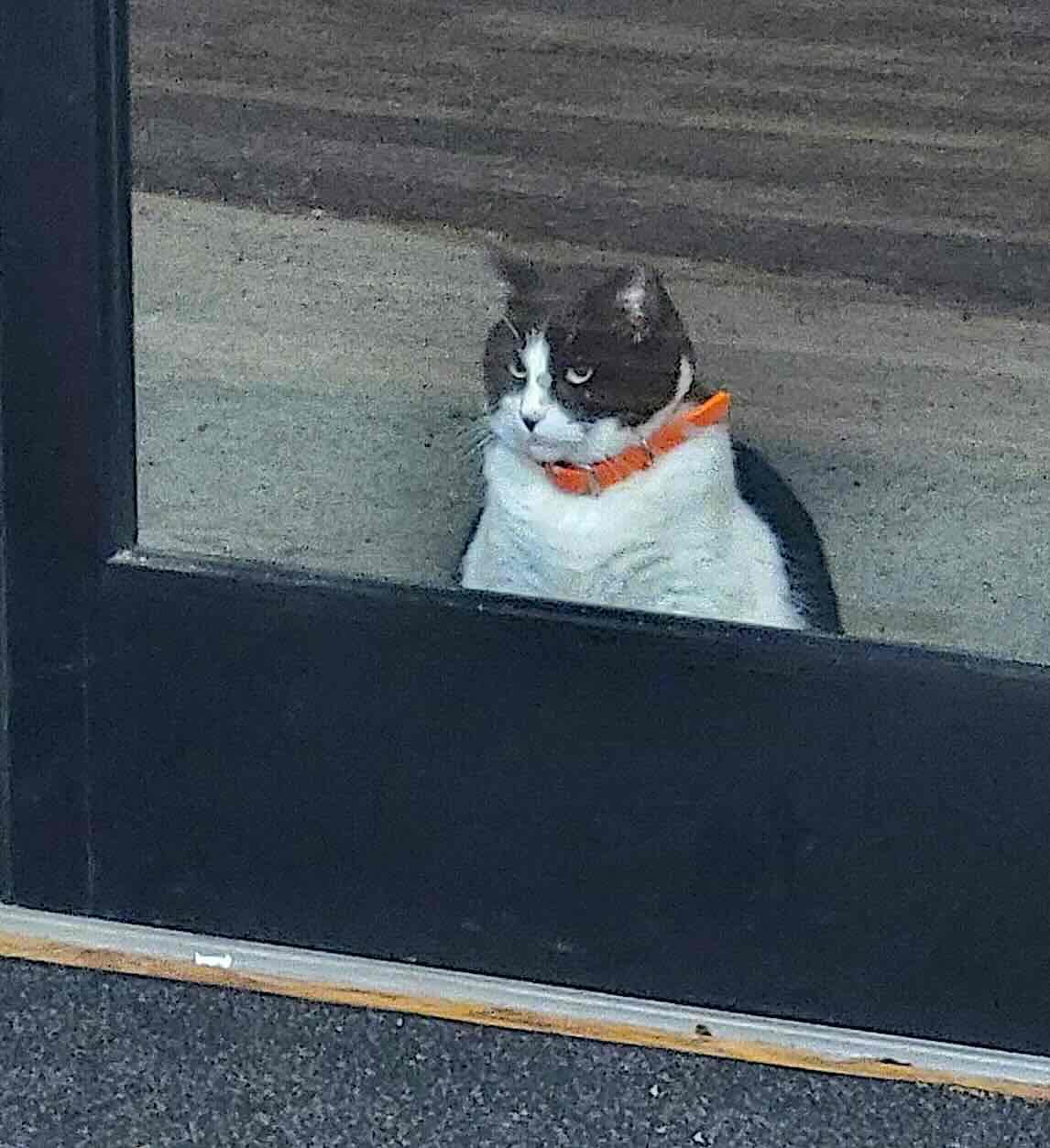 oreo donut 5 oreo donut 5