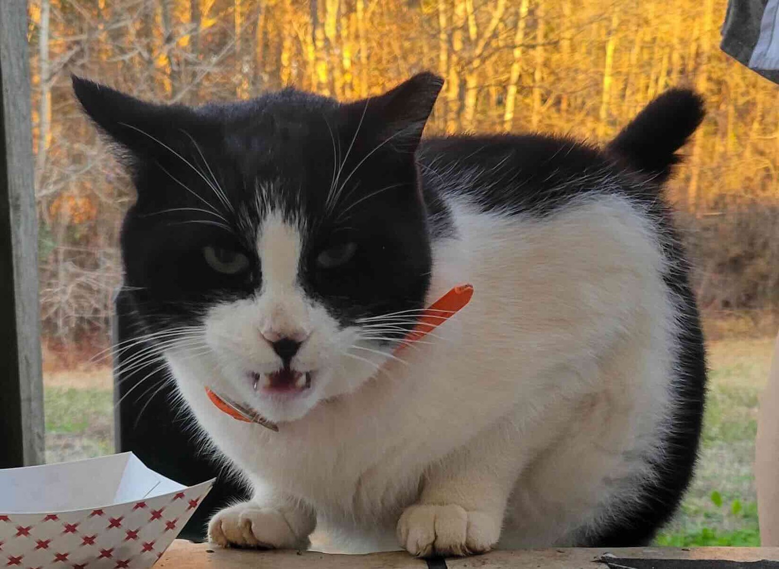 oreo donut 7 oreo donut 7