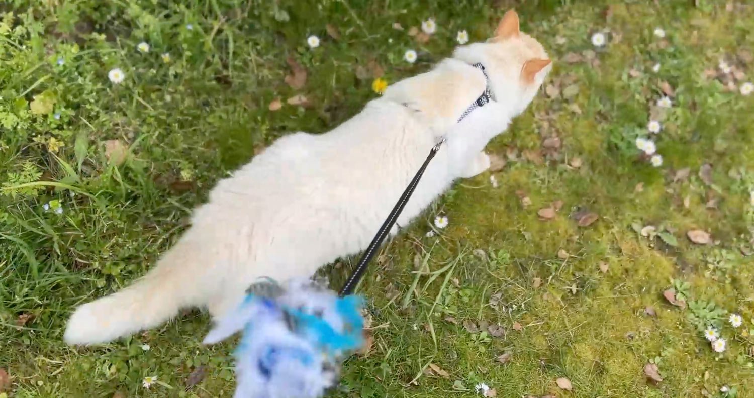 Harness-training-your-cat Harness training your cat