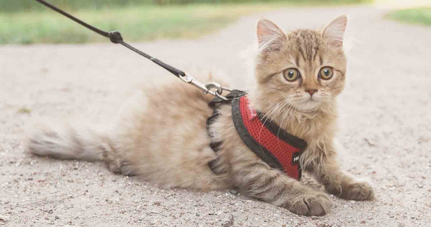 How to harness your cat How to harness your cat