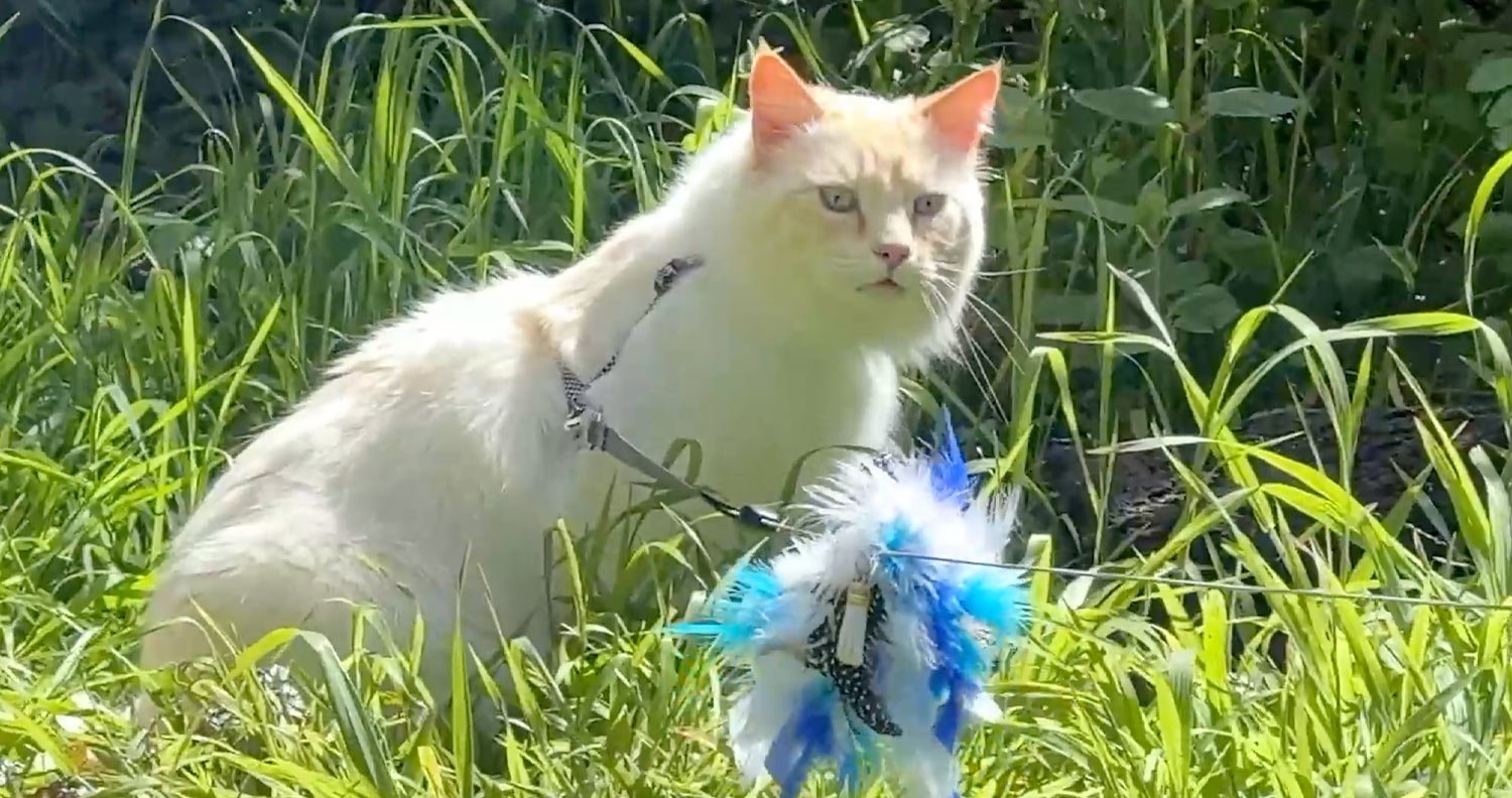 How-to-train-a-cat-on-a-leash How to train a cat on a leash