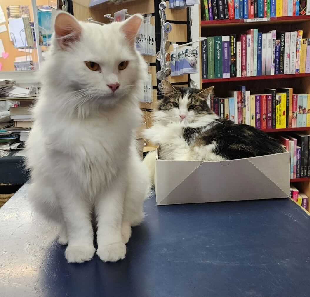 bookstore 12 bookstore 12