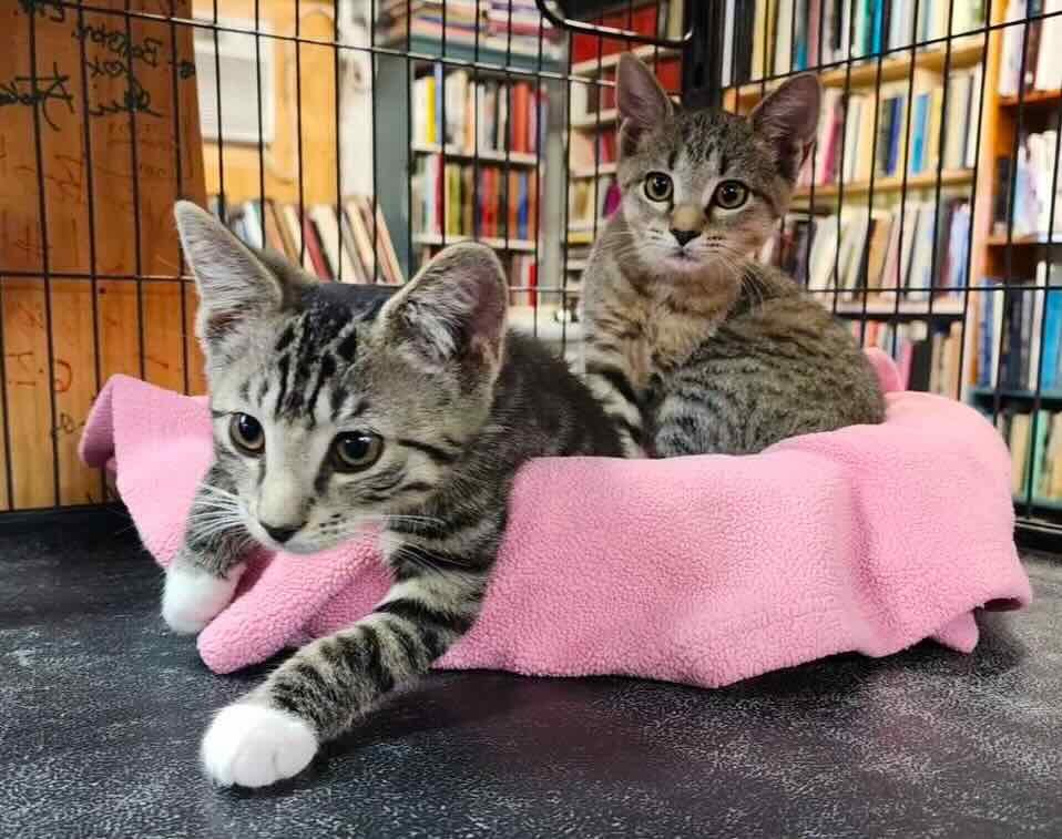 bookstore 17 bookstore 17