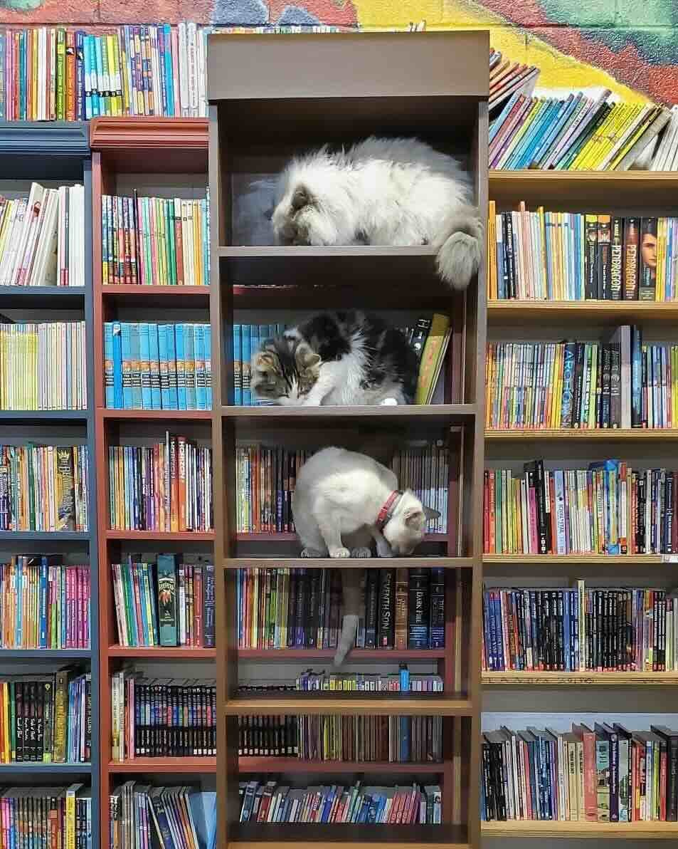 bookstore 2 bookstore 2