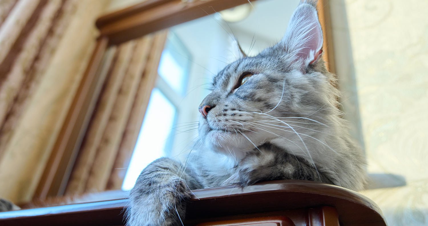 cat-friendly-hotel-chains cat friendly hotel chains