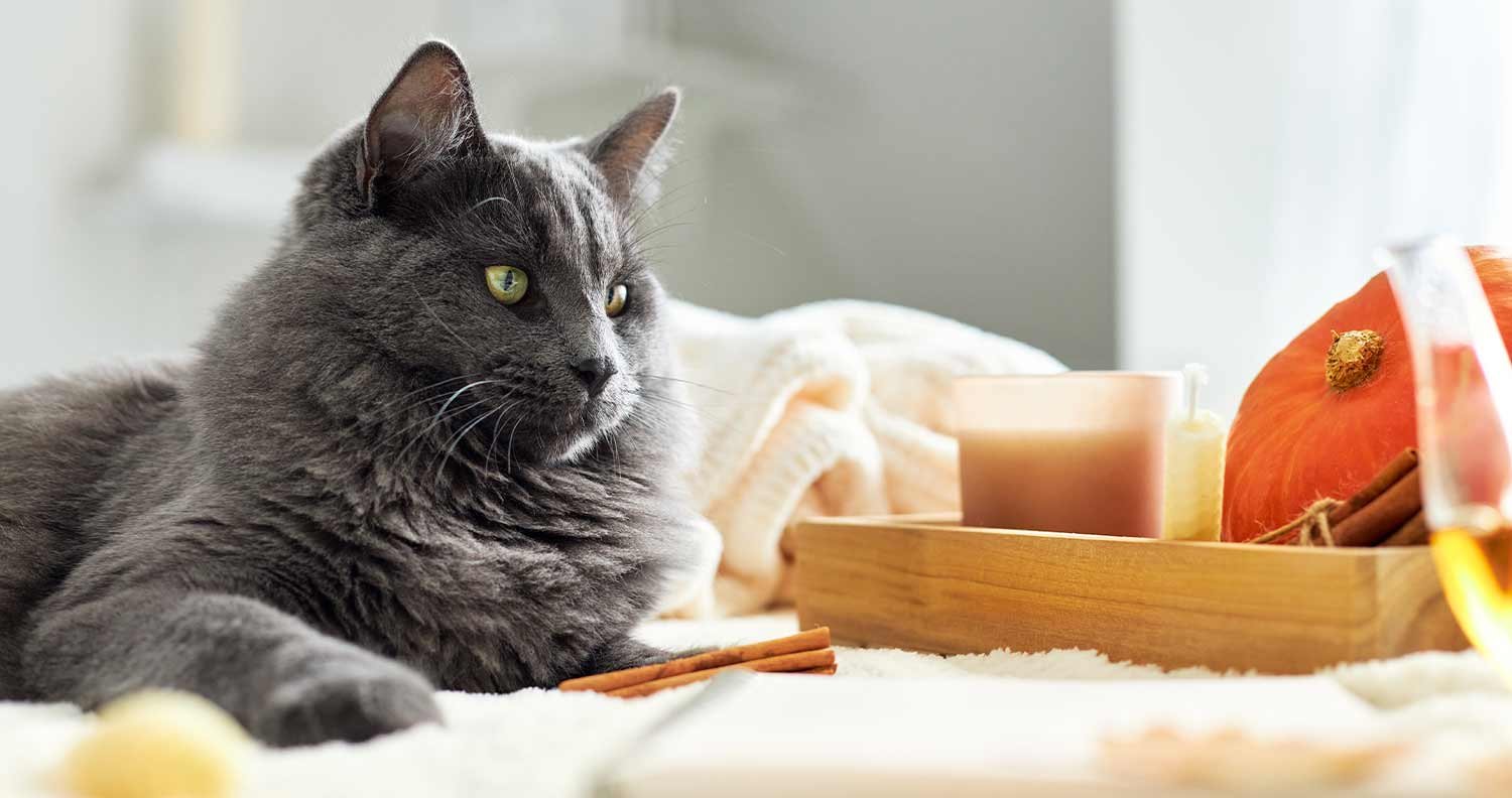 hotels-that-accept-cats hotels that accept cats