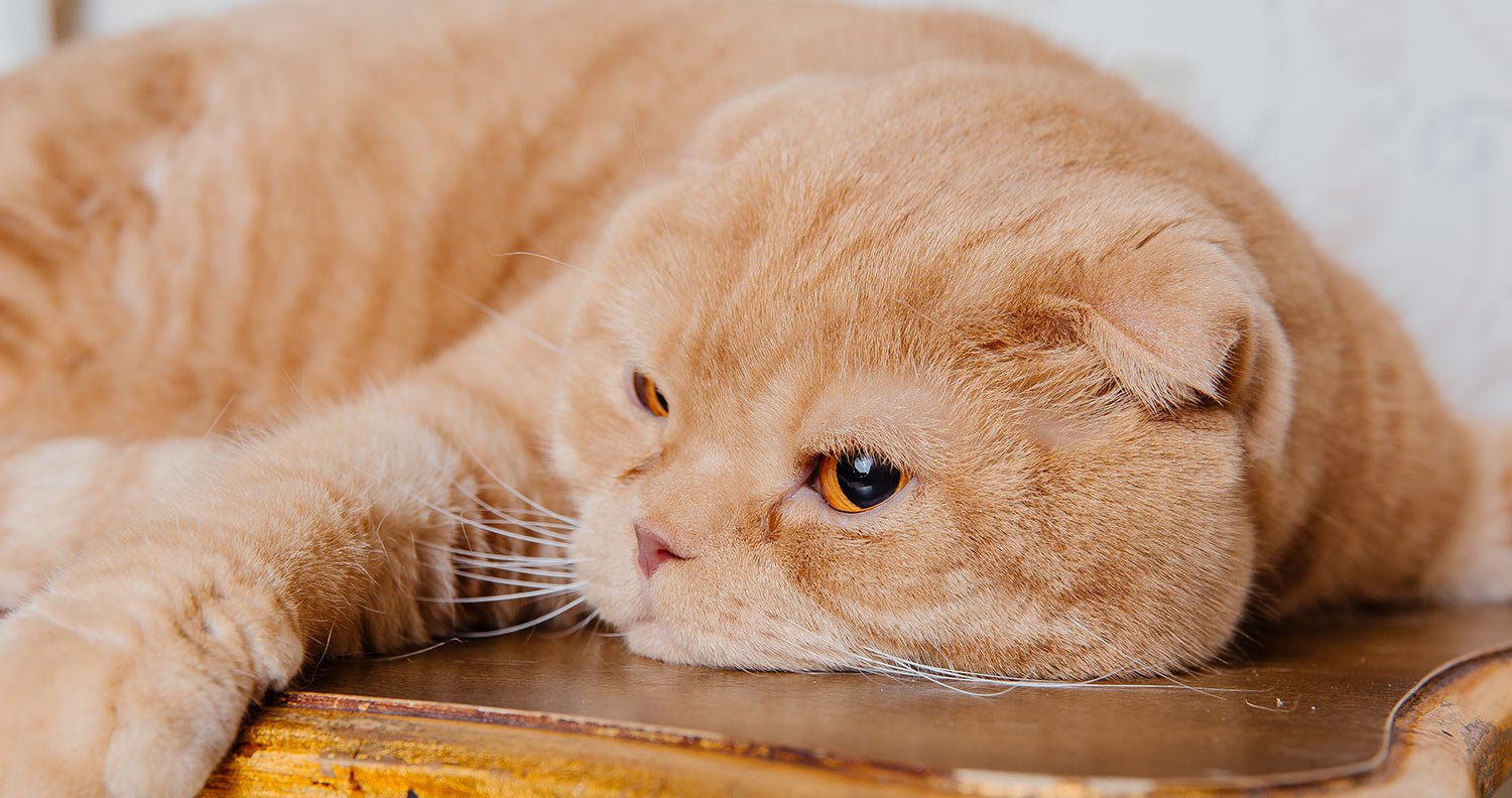 symptoms-of-diabetes-in-cats symptoms of diabetes in cats