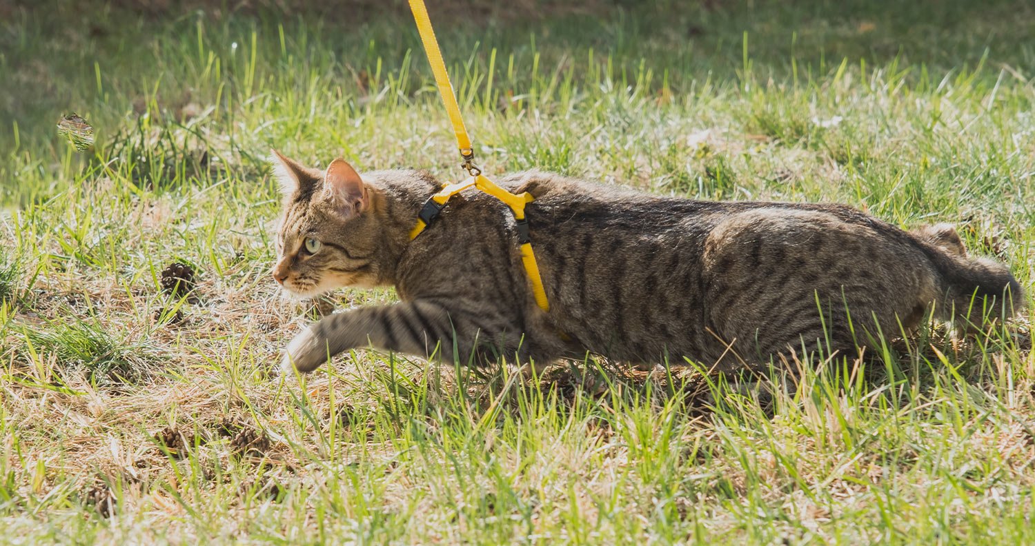 Can-you-walk-a-cat Can you walk a cat