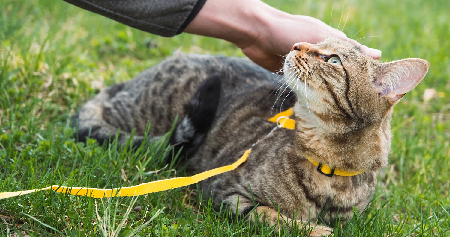 Walk-your-cat Walk your cat