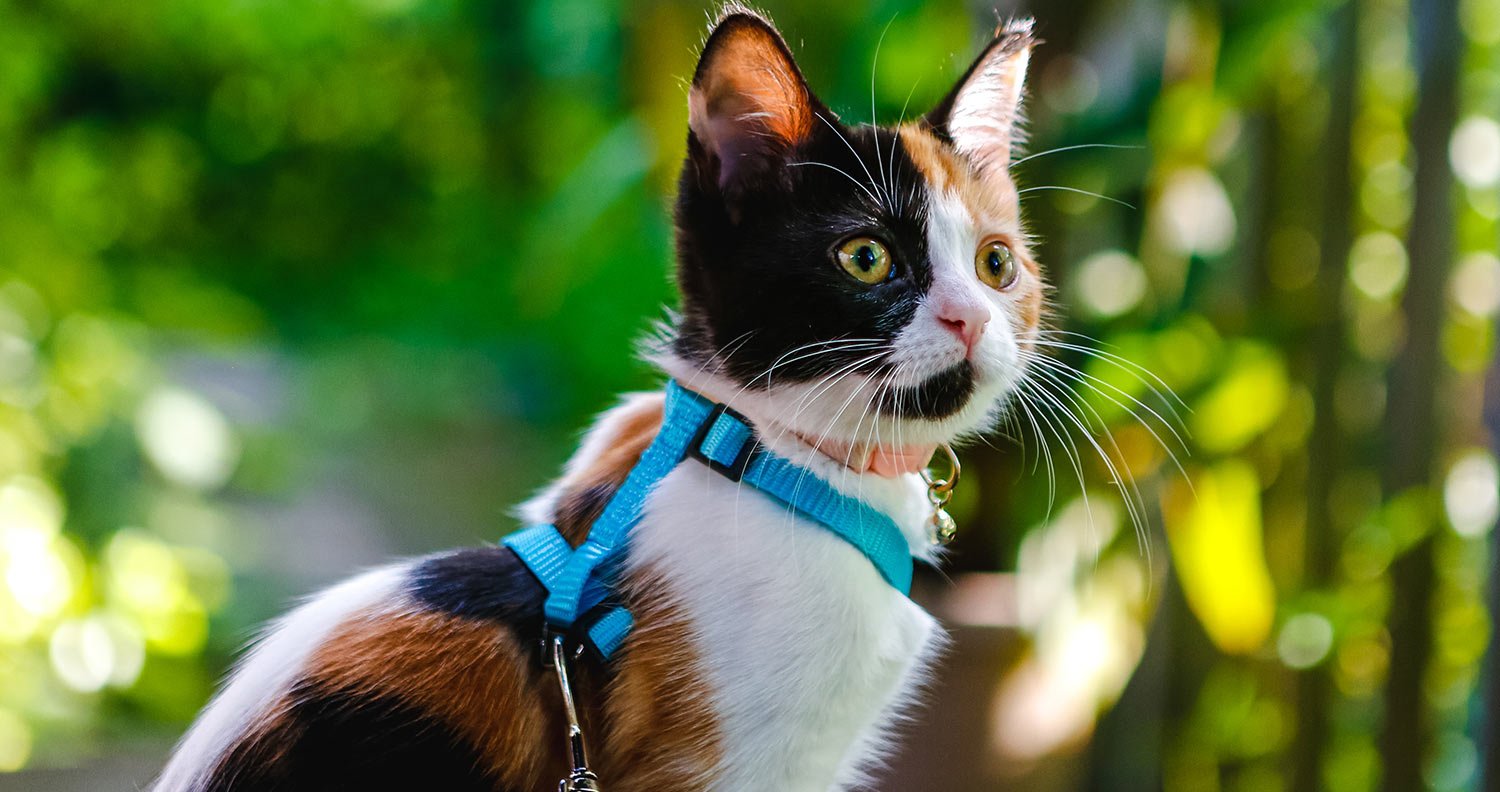 Walking-a-cat Walking a cat