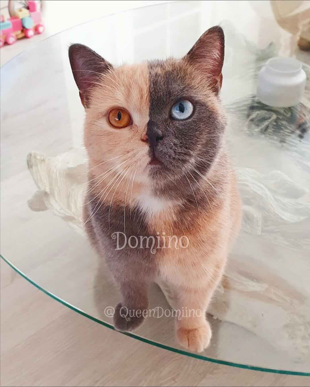 domiino 2 domiino 2
