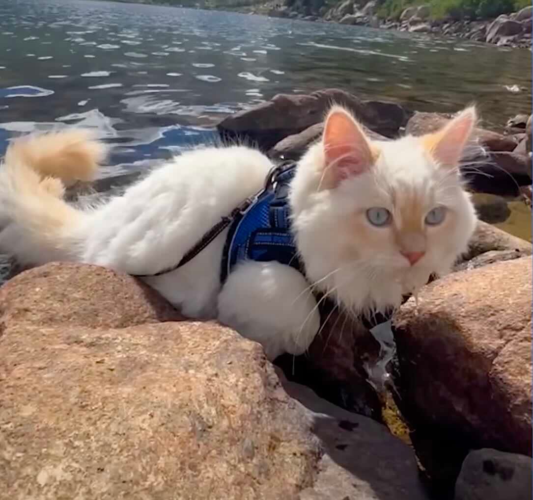 finn sib 1 finn sib 1