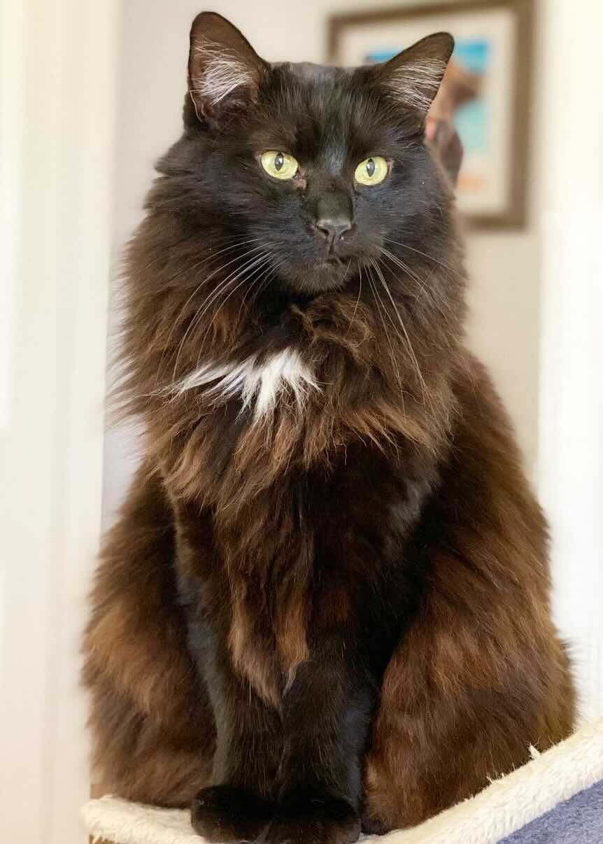 hagrid 11 hagrid 11