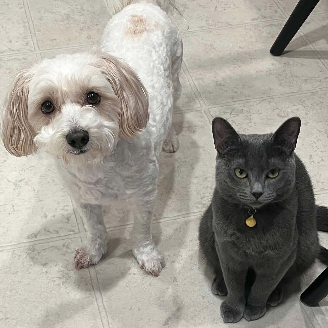 mika 8 mika 8