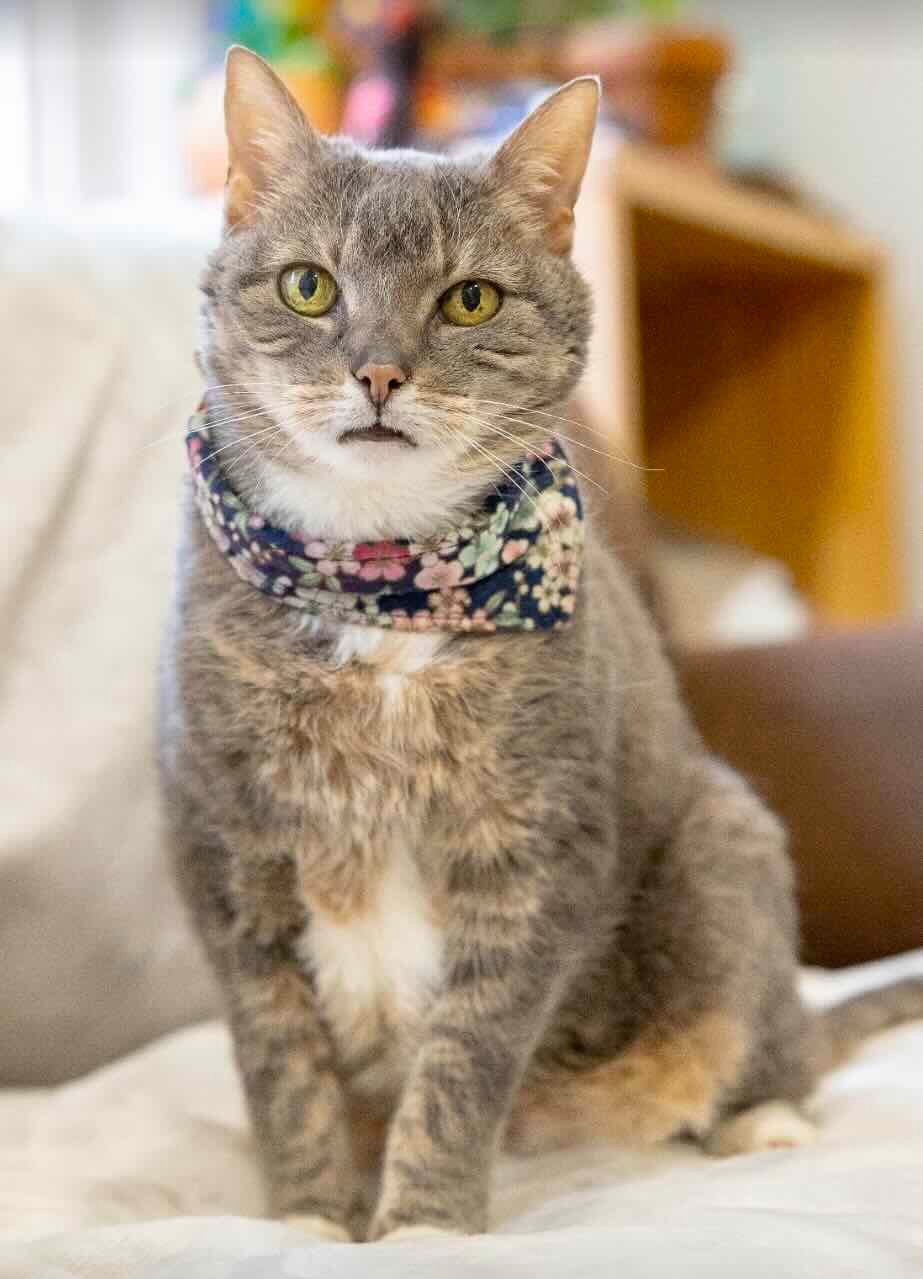 mowmow 10 mowmow 10