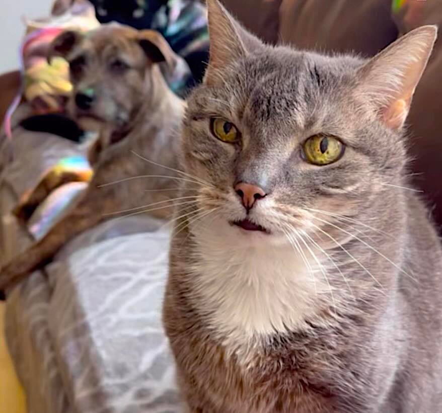 mowmow 11 mowmow 11
