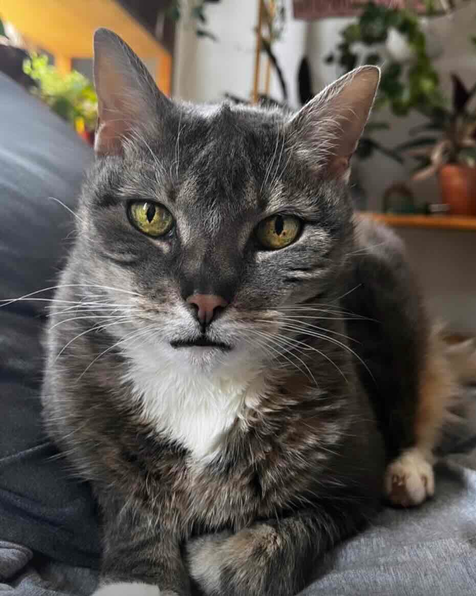 mowmow 14 mowmow 14