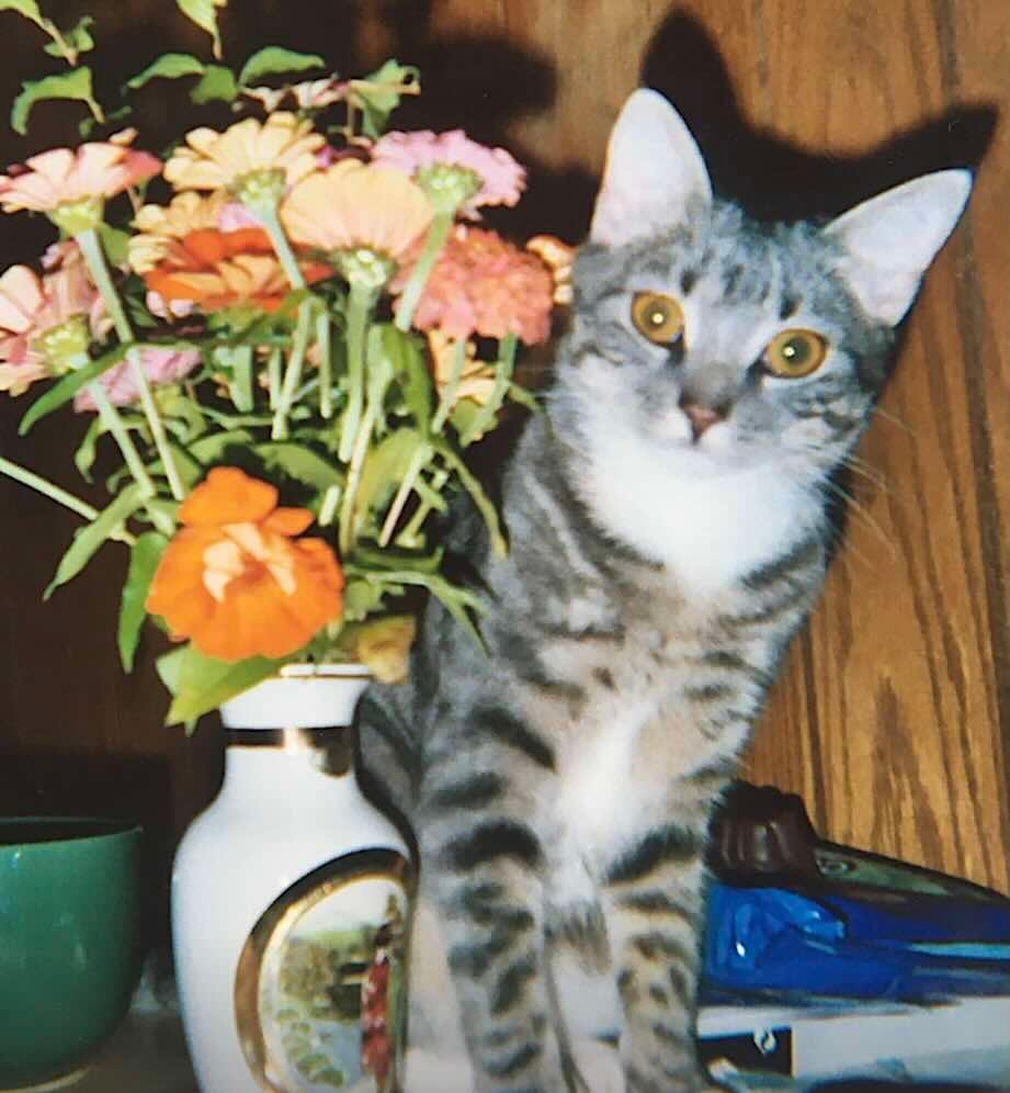 mowmow 8 mowmow 8