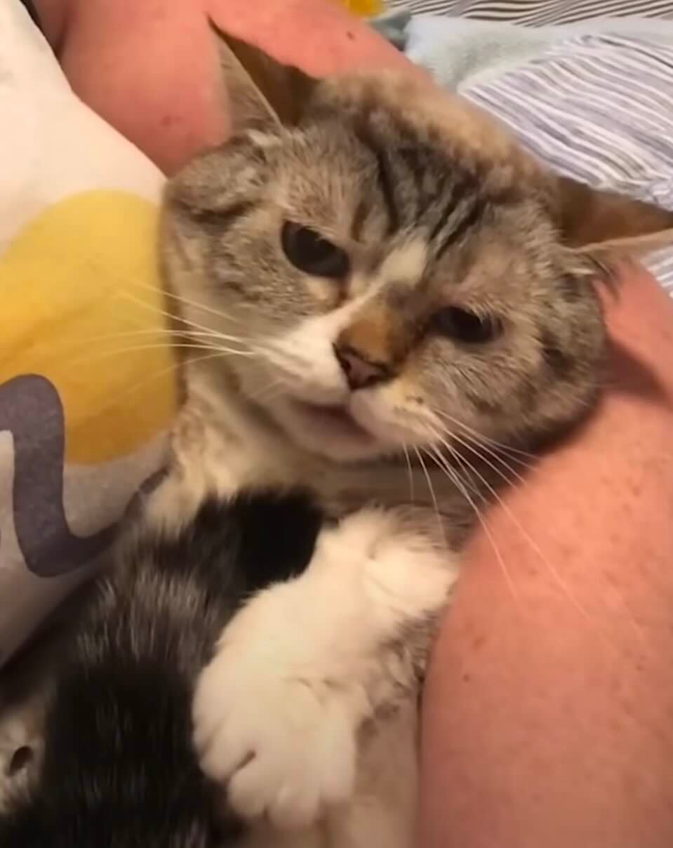 peanut 11 peanut 11