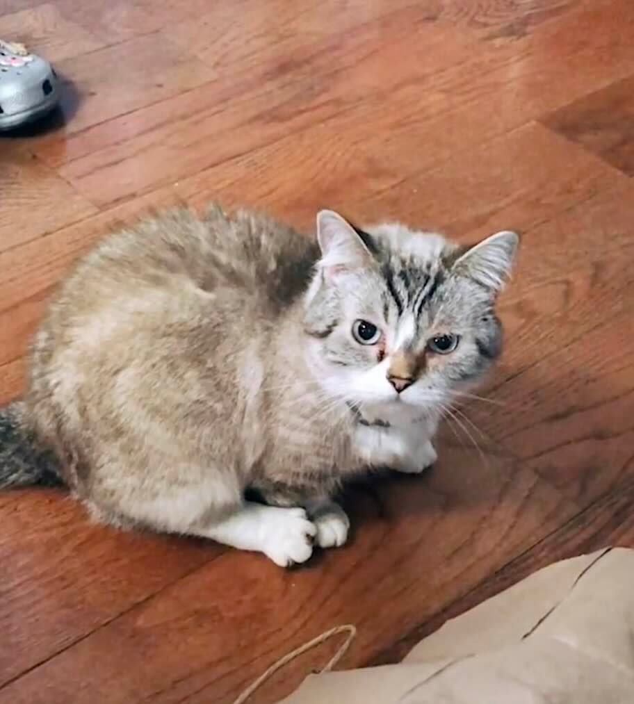 peanut 5 peanut 5