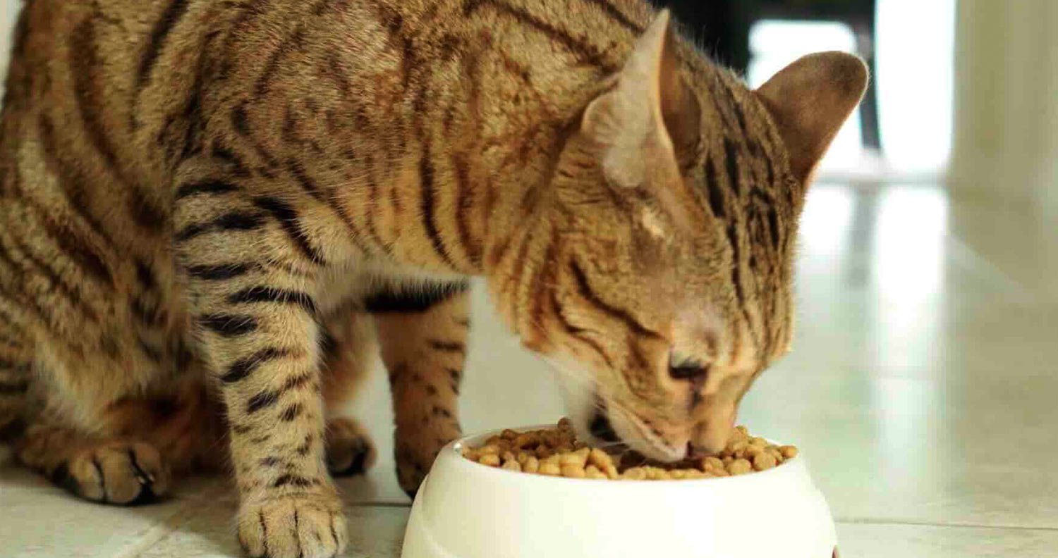 cat eating well cats love eating
