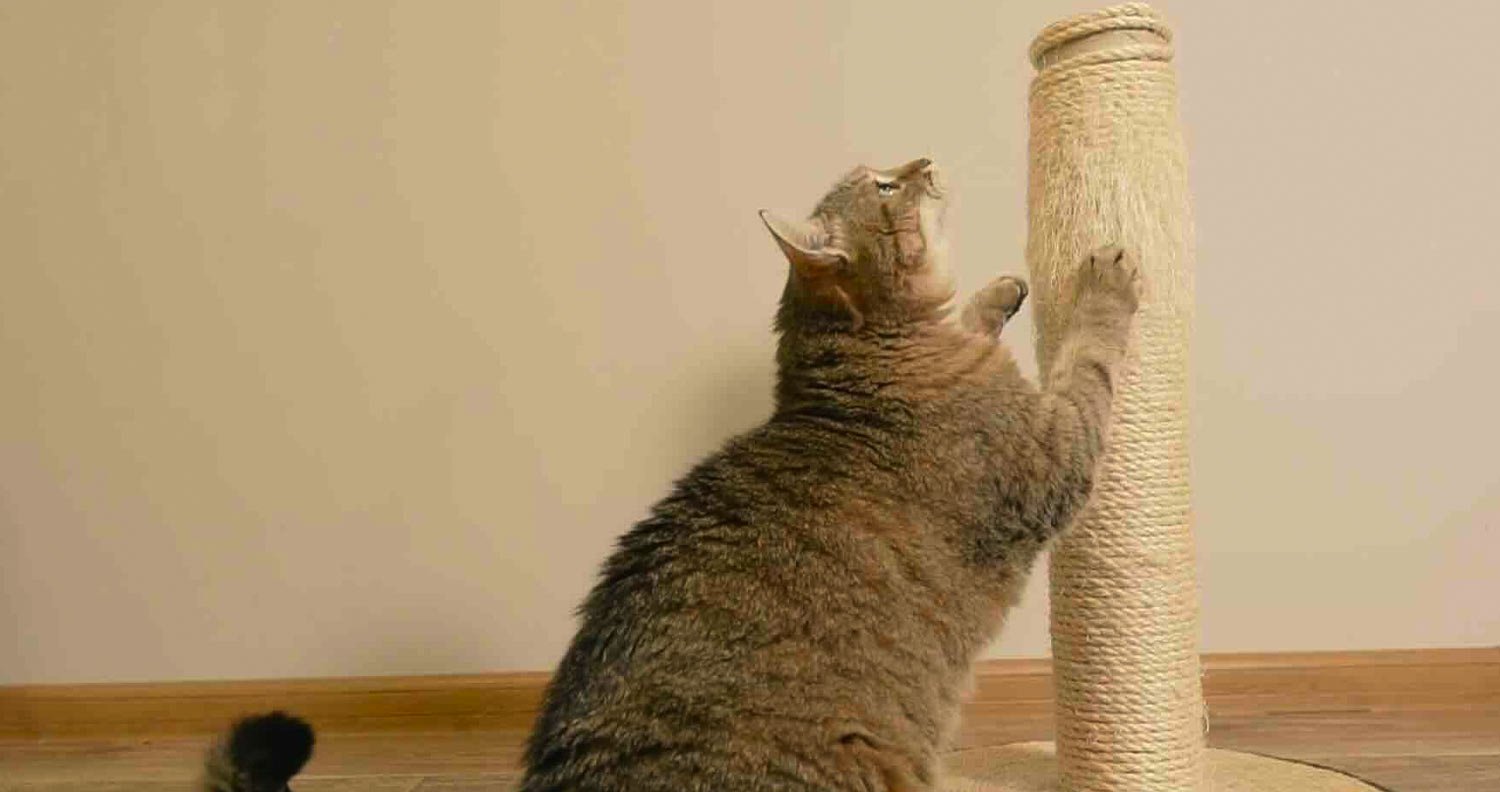 Cat-Scratching cat with scratching pole