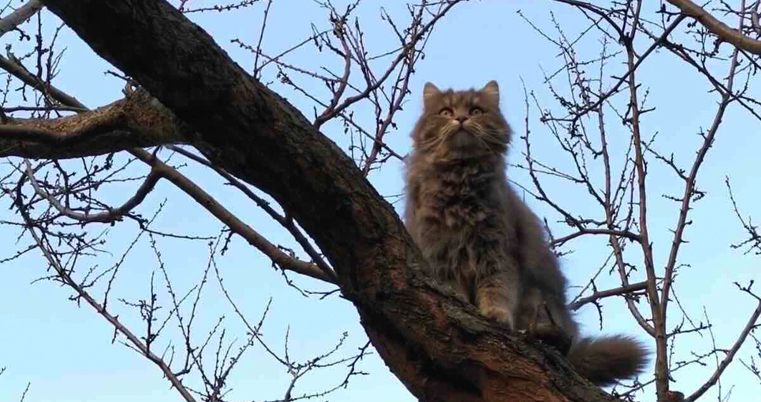 Cat-climbing cat up a tree