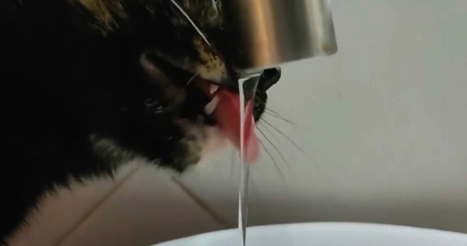 Cats-love-tap-water cat drinking from tap