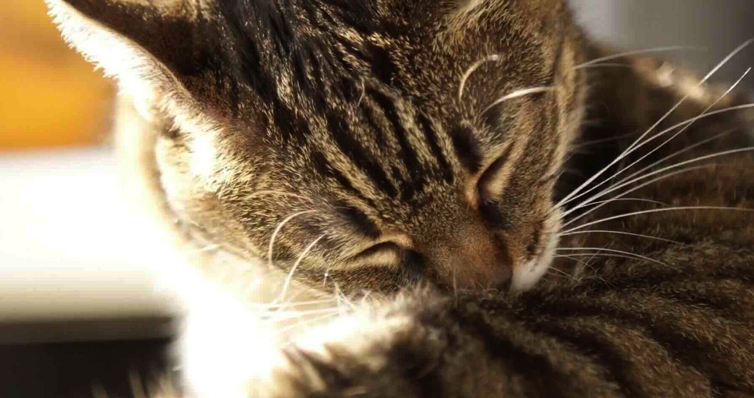 Grooming cat grooming itself