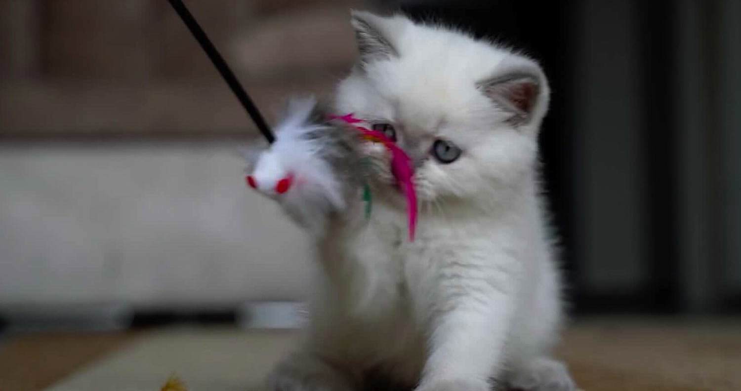 Kitten-playing playful kitten with toy