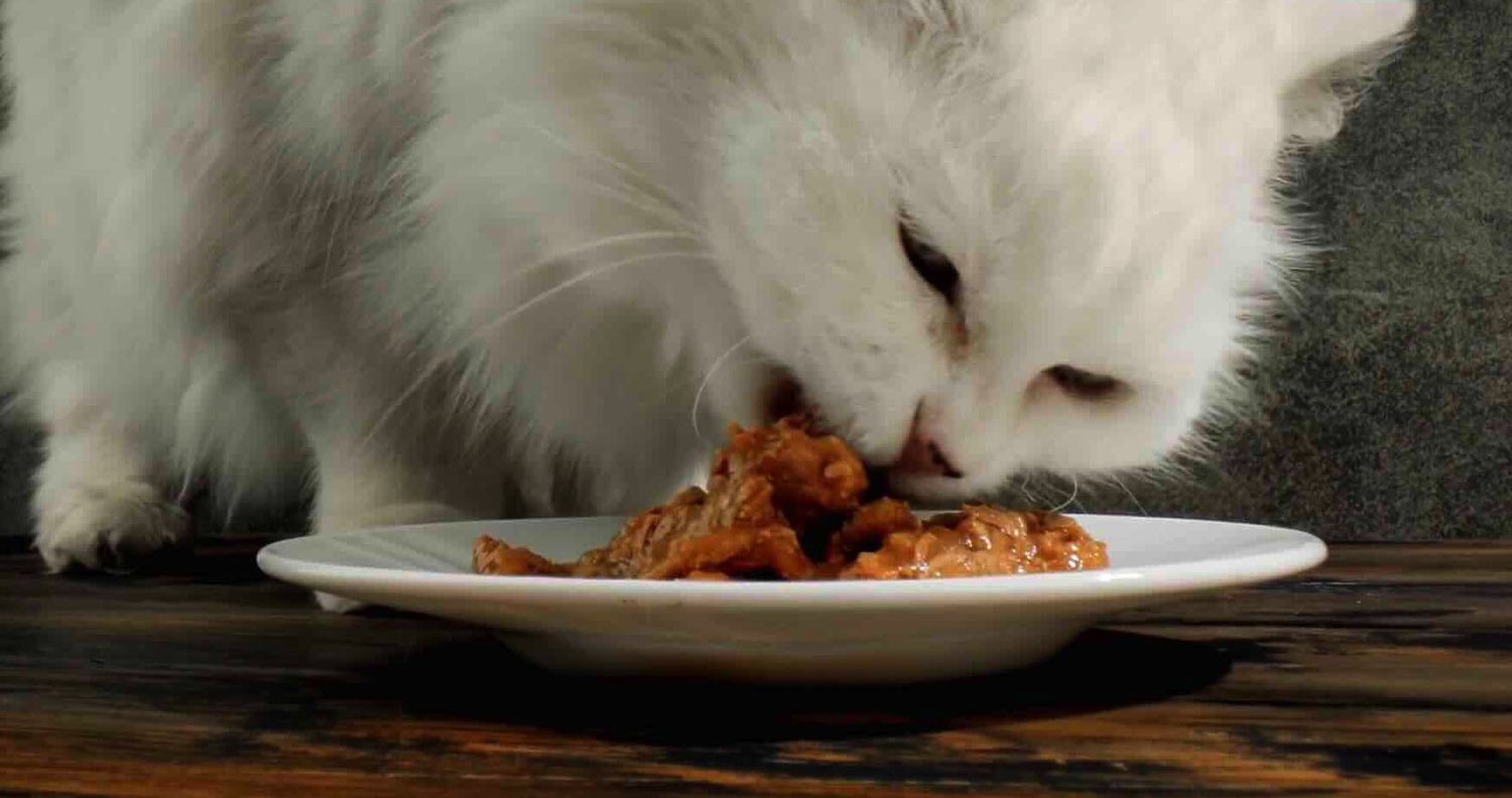 cat-eating cat routines