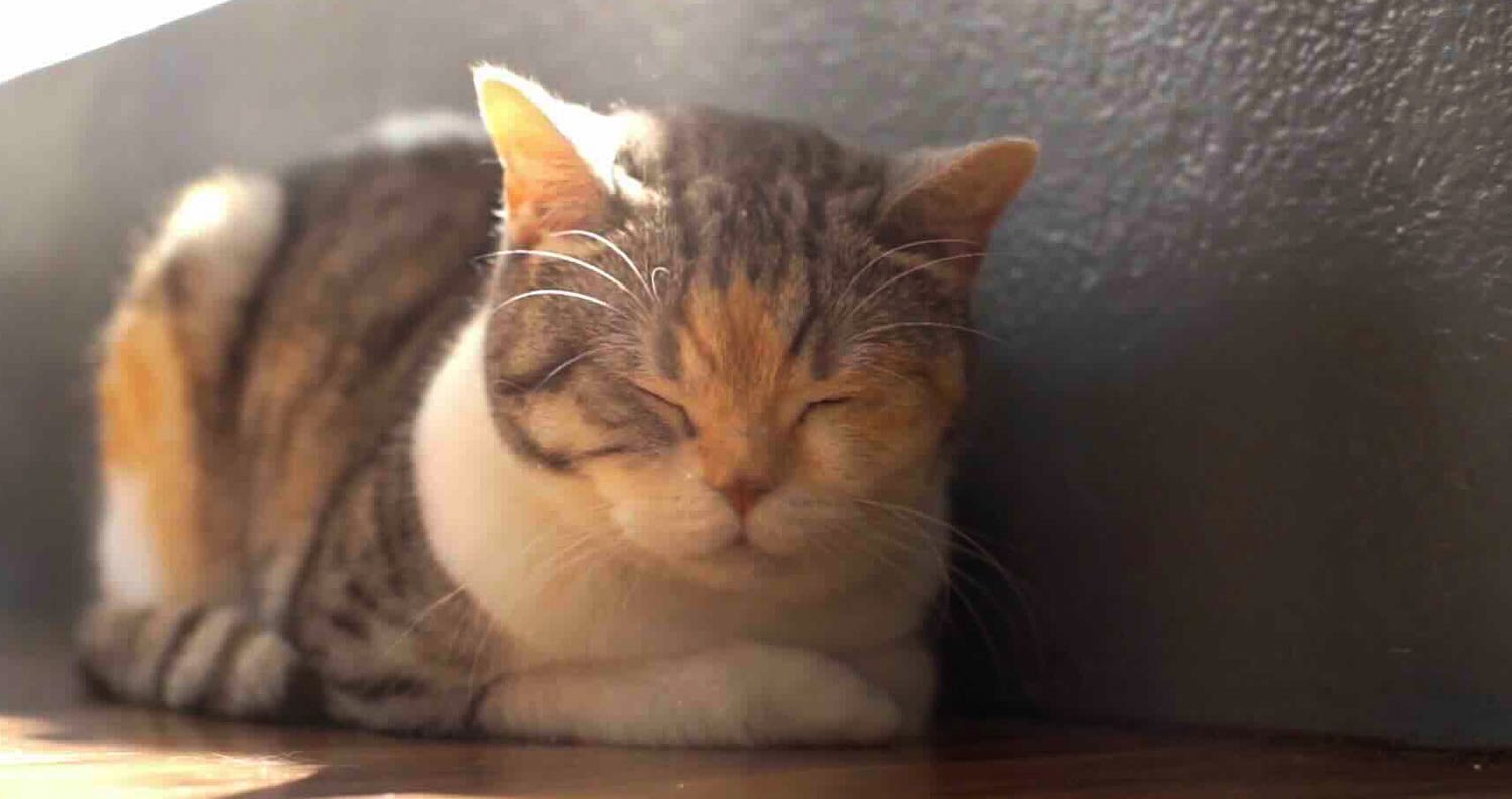 cat-sunbathing cat loving the sunbeams