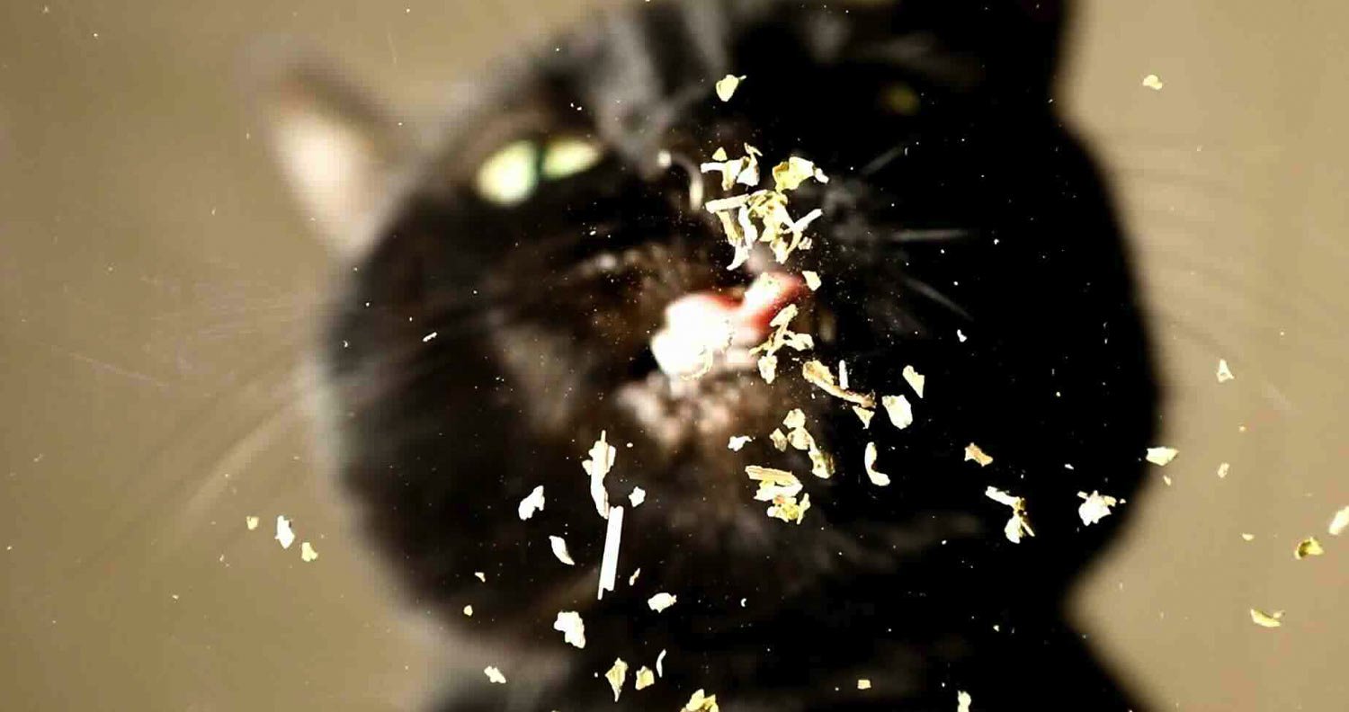 catnip cat nip