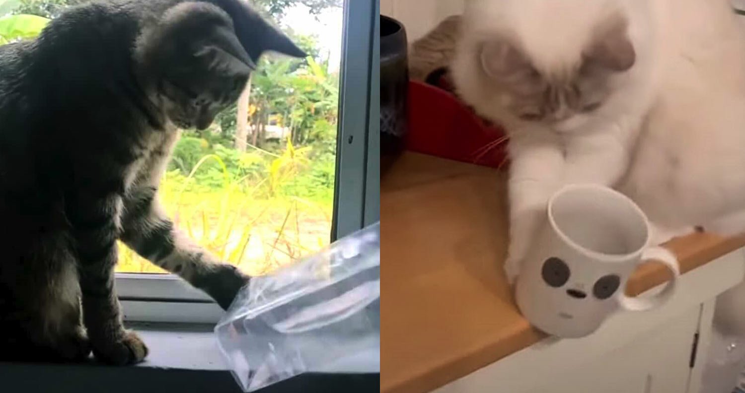 cats-knocking-things-over cats tipping thing over