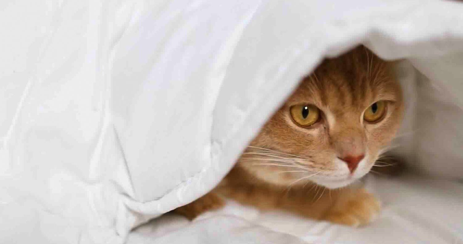 music cat hiding under blanket