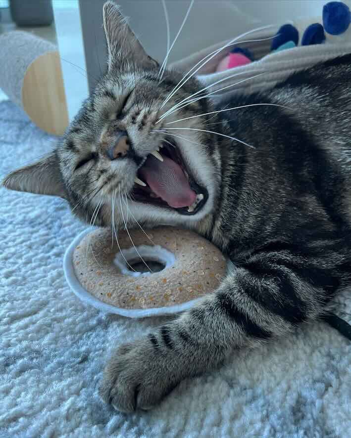 bagel 10 bagel 10