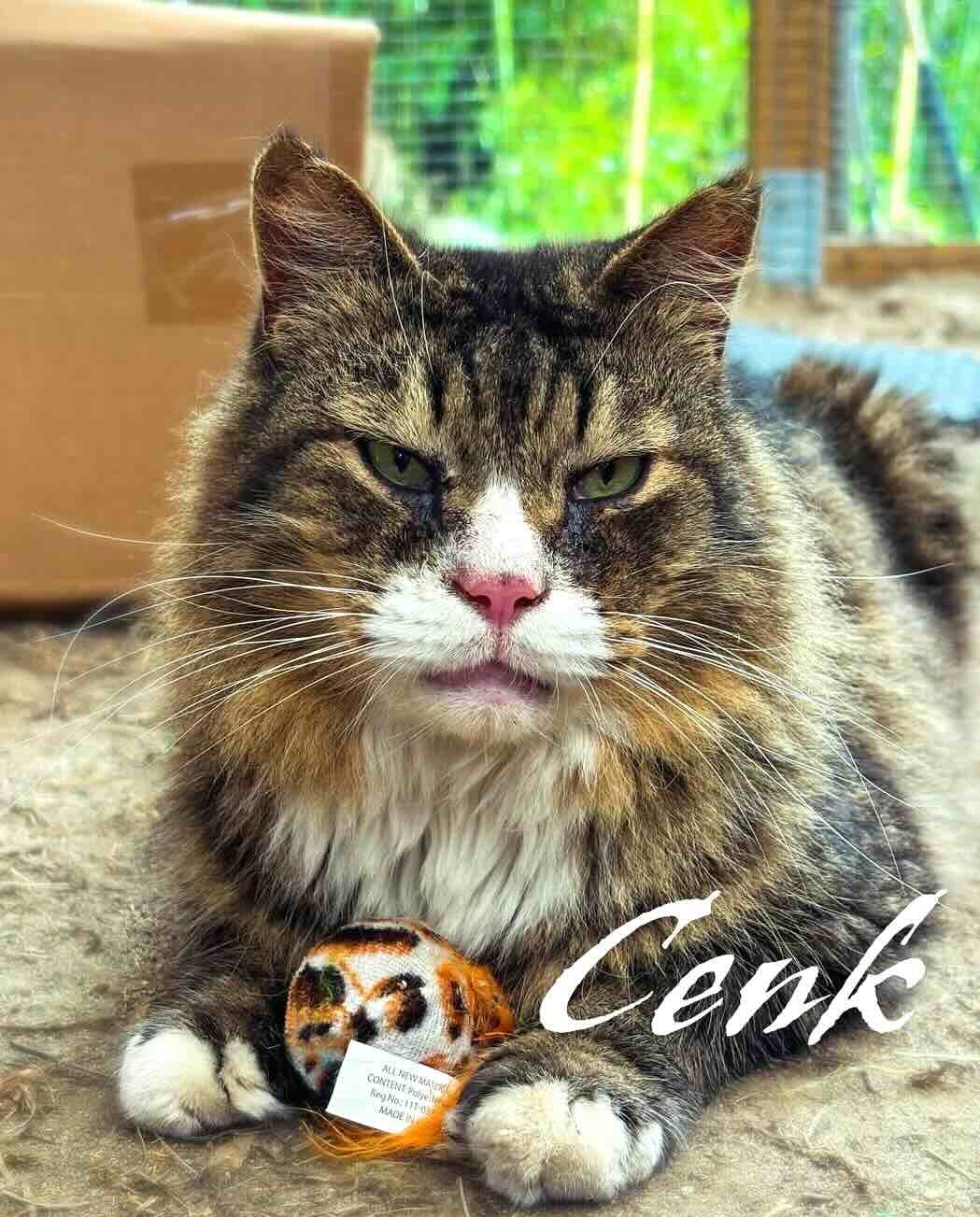 cenk 11 cenk 11