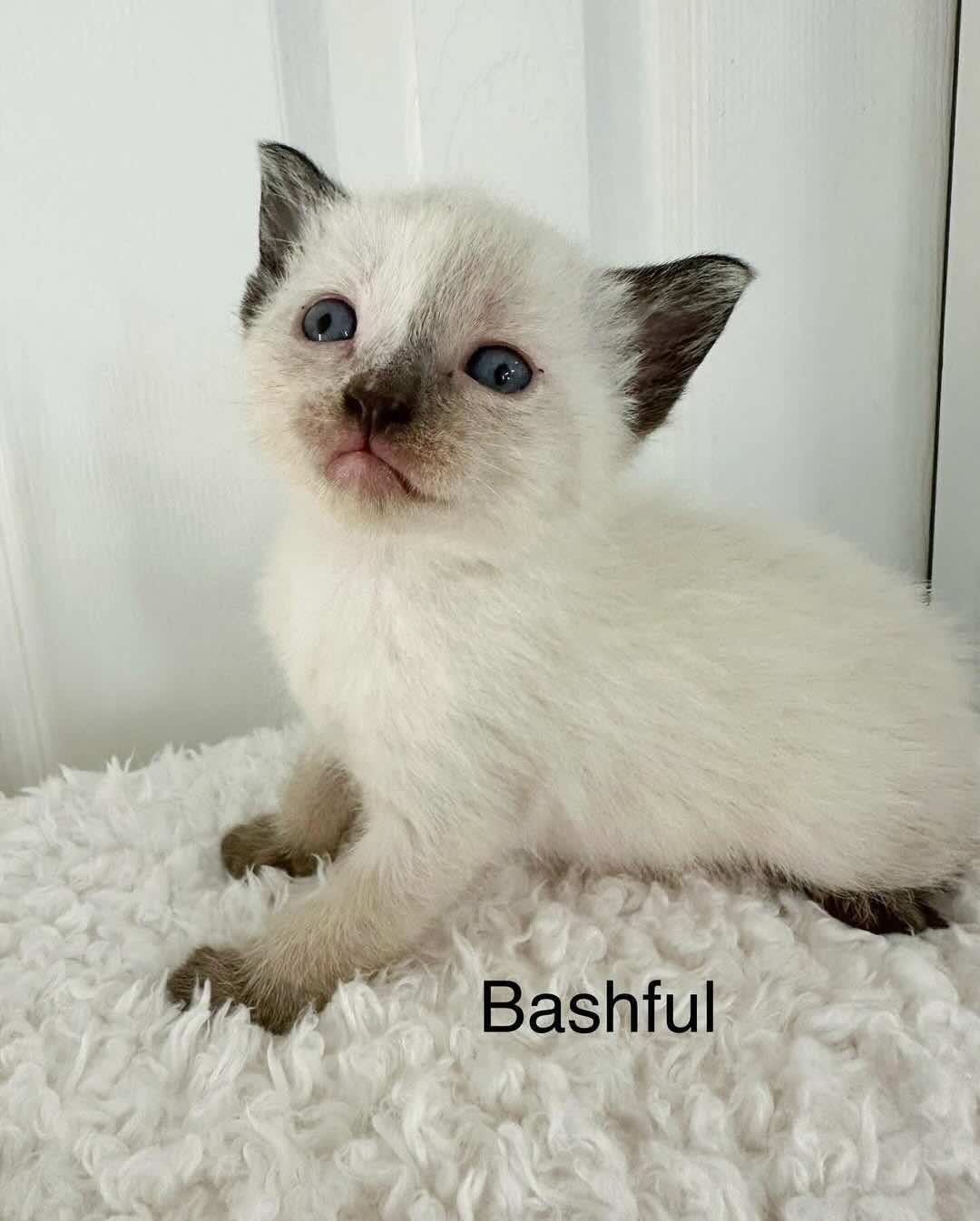 bashful bashful