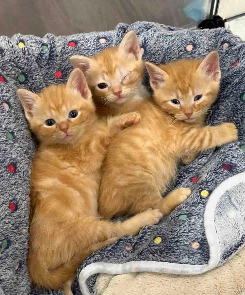 marigold 10 marigold 10