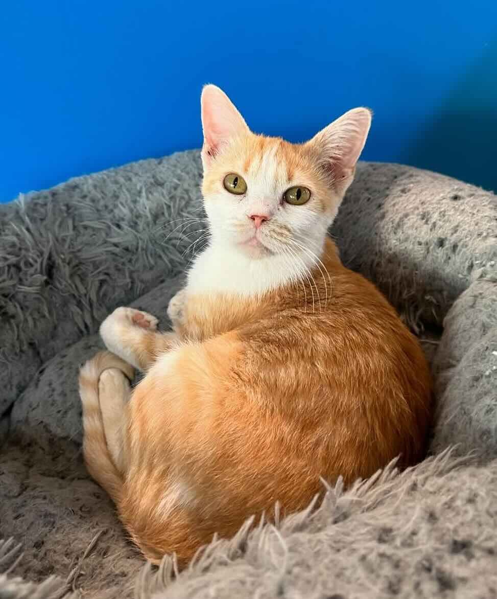 marigold 11 marigold 11