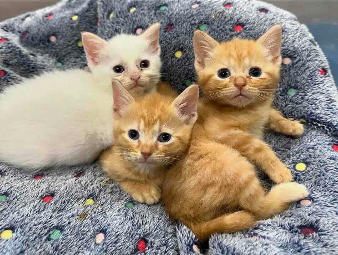 marigold 12 marigold 12