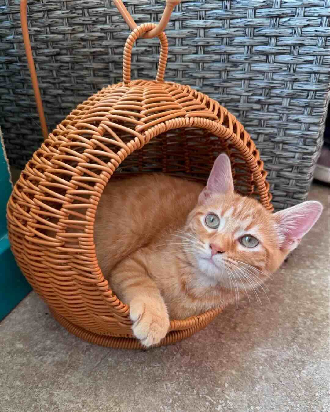 marigold 13 marigold 13