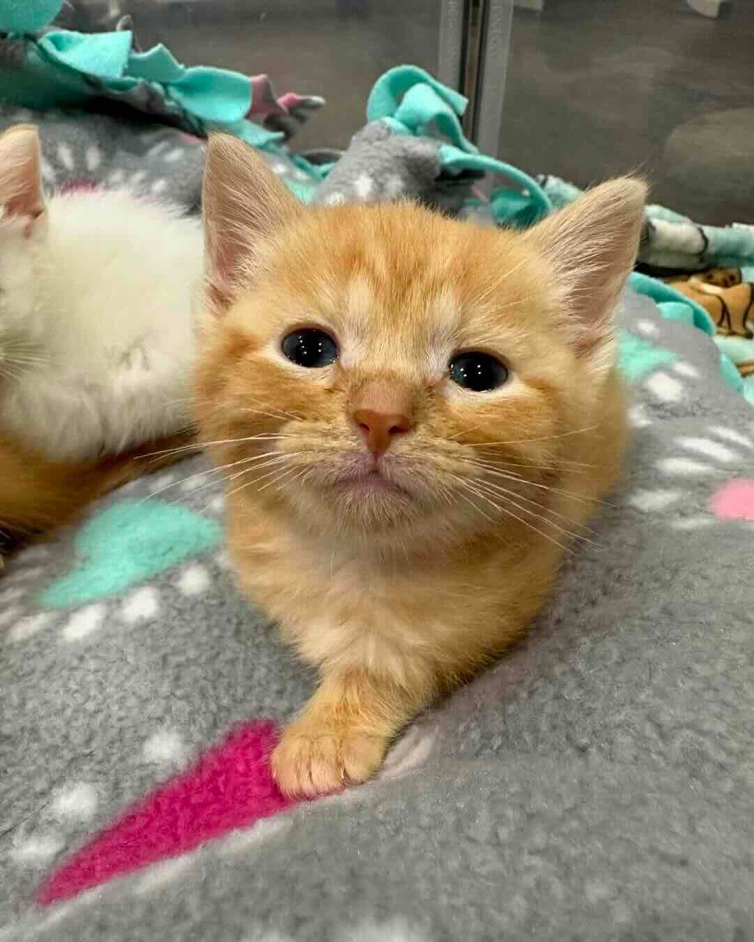 marigold 14 marigold 14