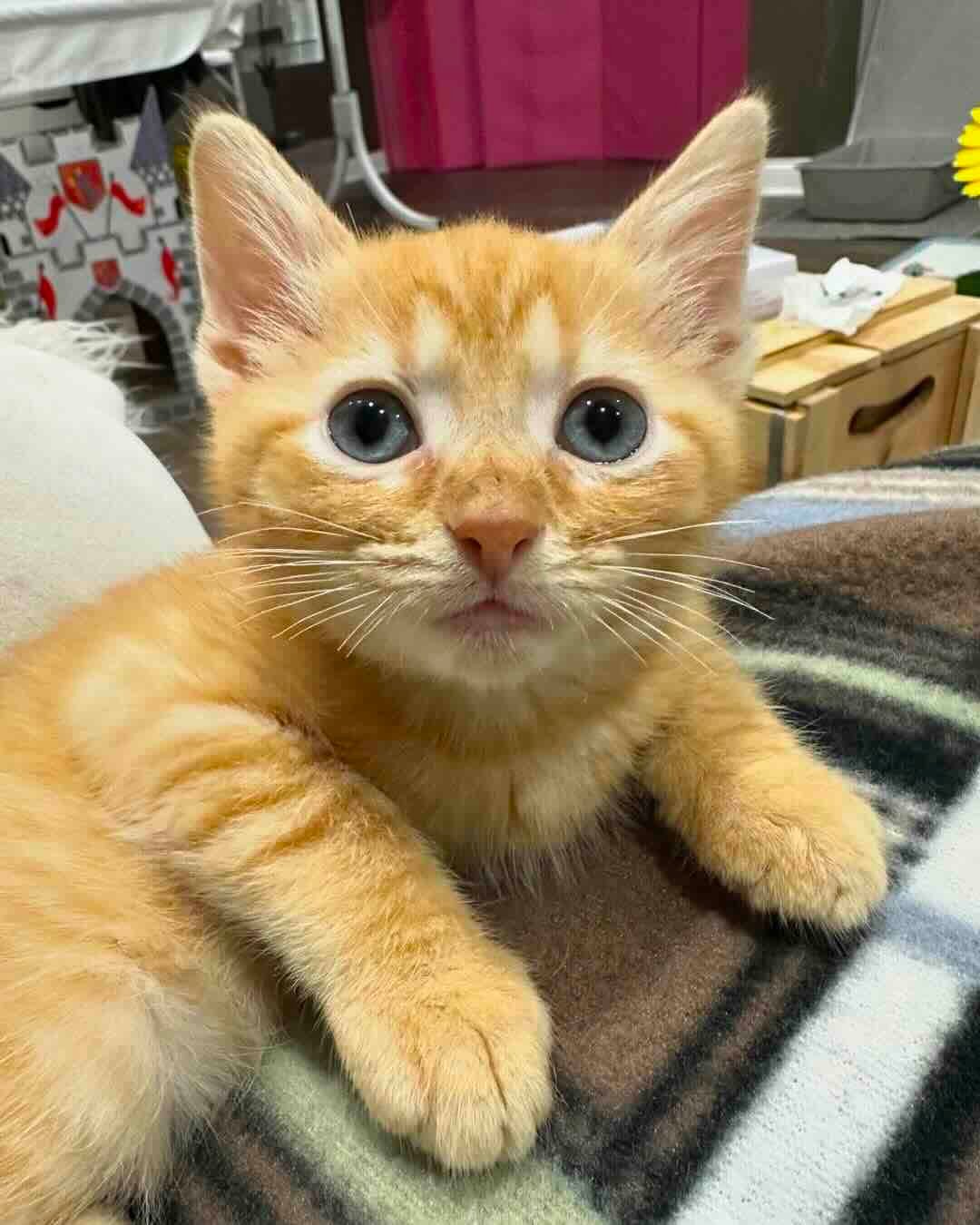 marigold 15 marigold 15