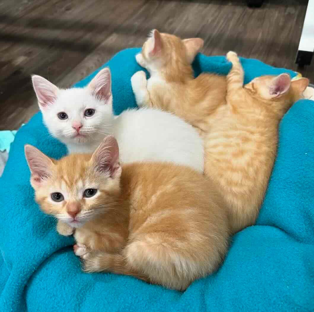 marigold 16 marigold 16