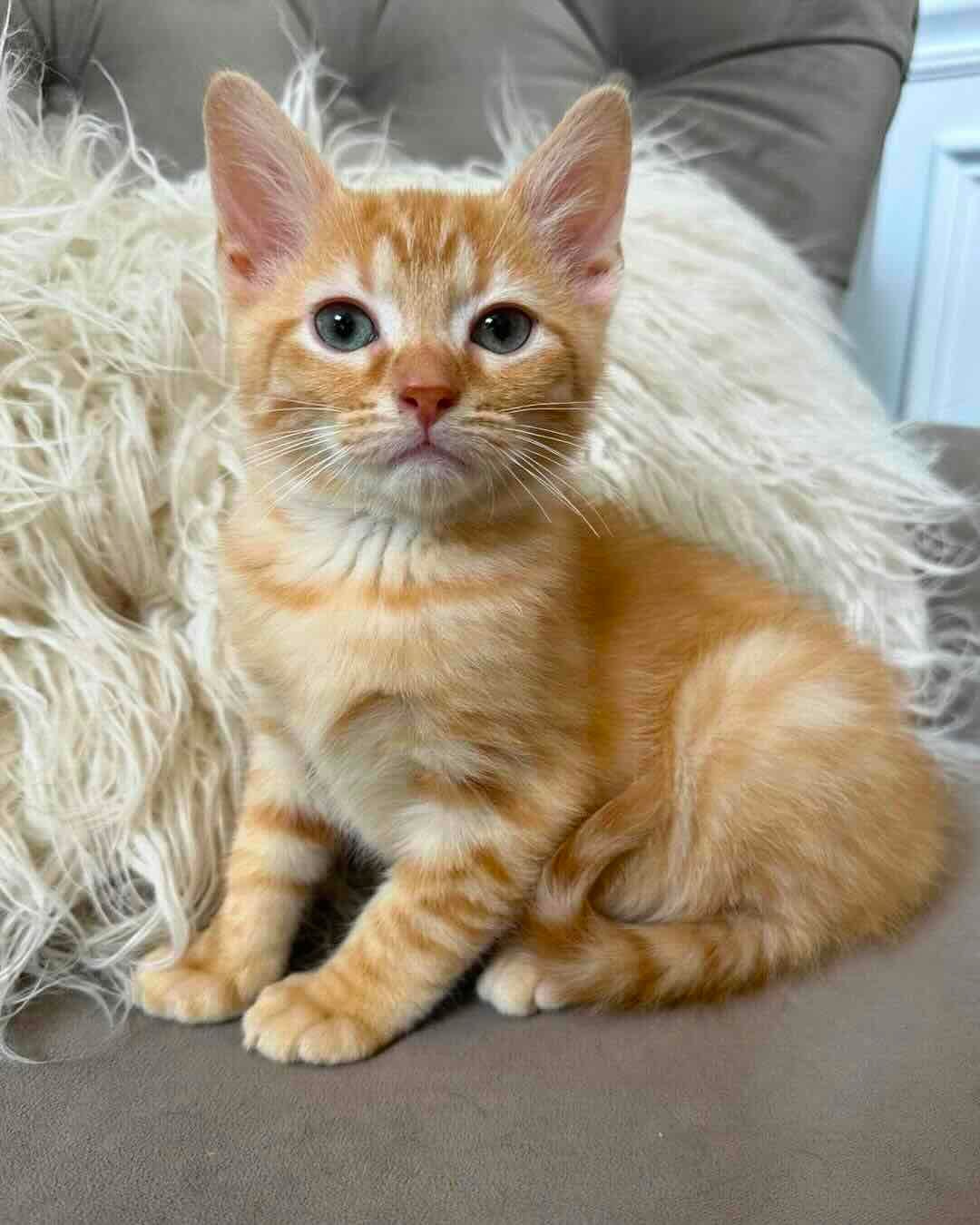 marigold 17 marigold 17