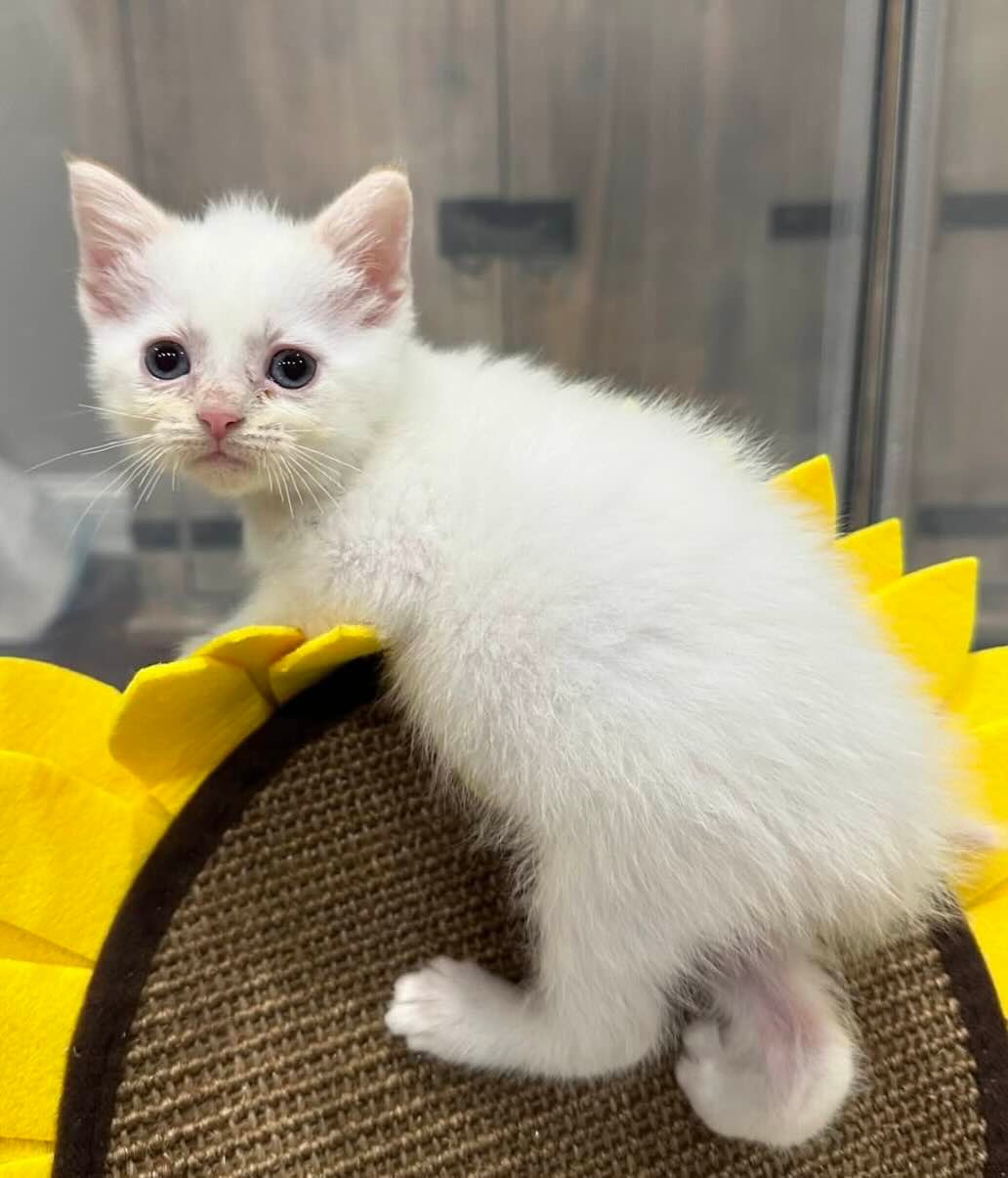 marigold 18 marigold 18