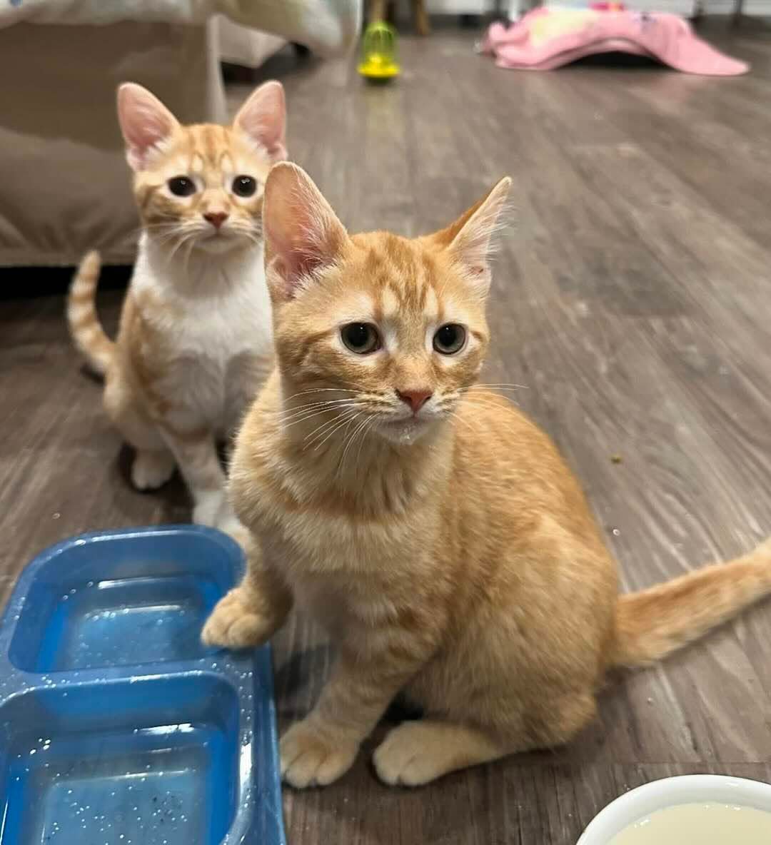 marigold 19 marigold 19