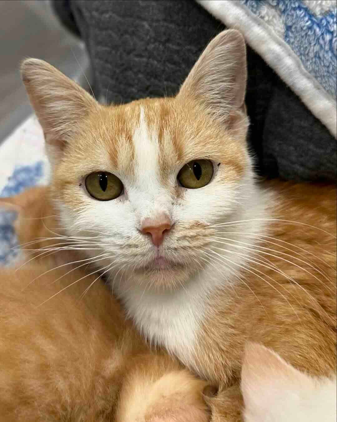 marigold 2 marigold 2